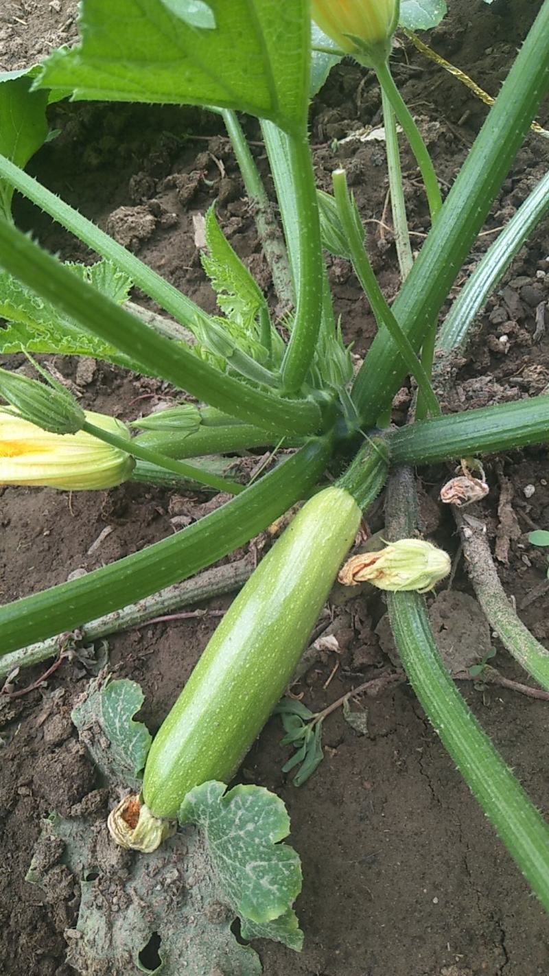 抗病油亮西葫芦苗早春越冬越夏绿皮西葫芦苗供应品种全