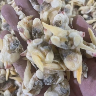无沙黄蚬子肉单冻蛤肉海捕蛤蜊肉自助餐