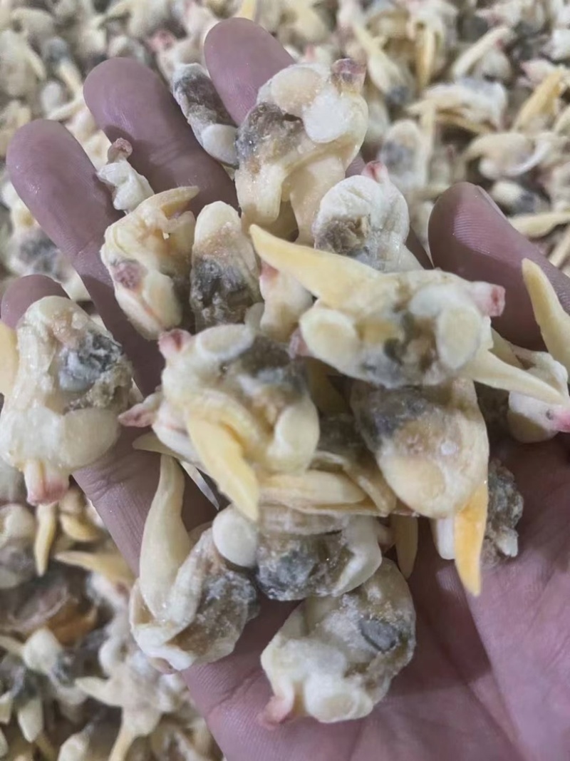 无沙黄蚬子肉单冻蛤肉海捕蛤蜊肉自助餐