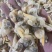 无沙黄蚬子肉单冻蛤肉海捕蛤蜊肉自助餐