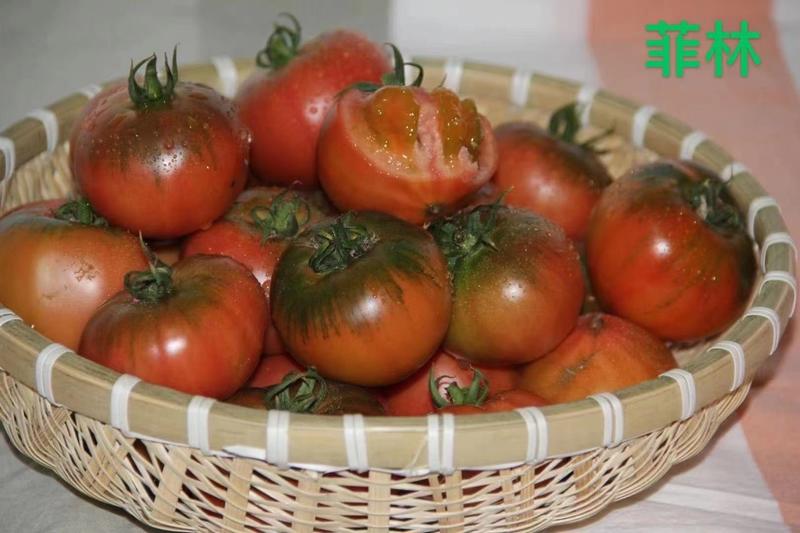 精品菲林口感西红柿苗带绿肩小果番茄苗高甜度采摘园种植