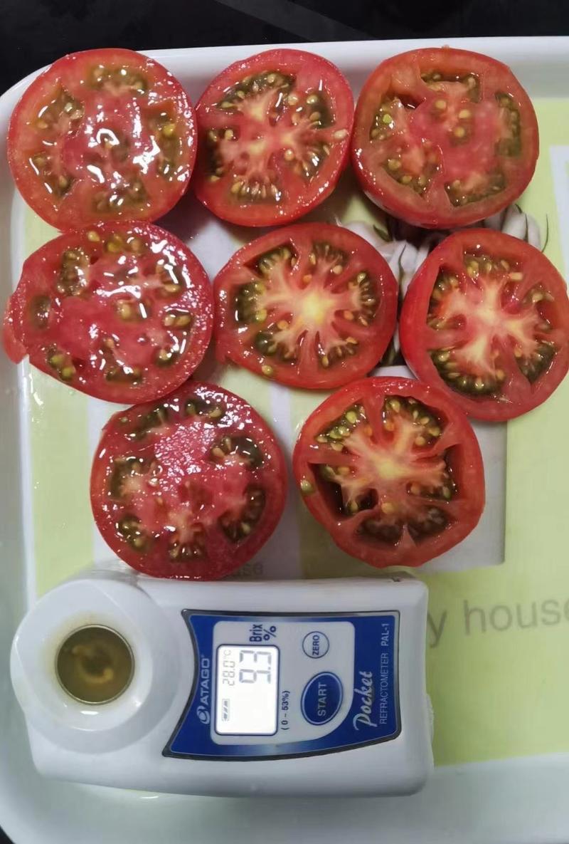 精品菲林口感西红柿苗带绿肩小果番茄苗高甜度采摘园种植
