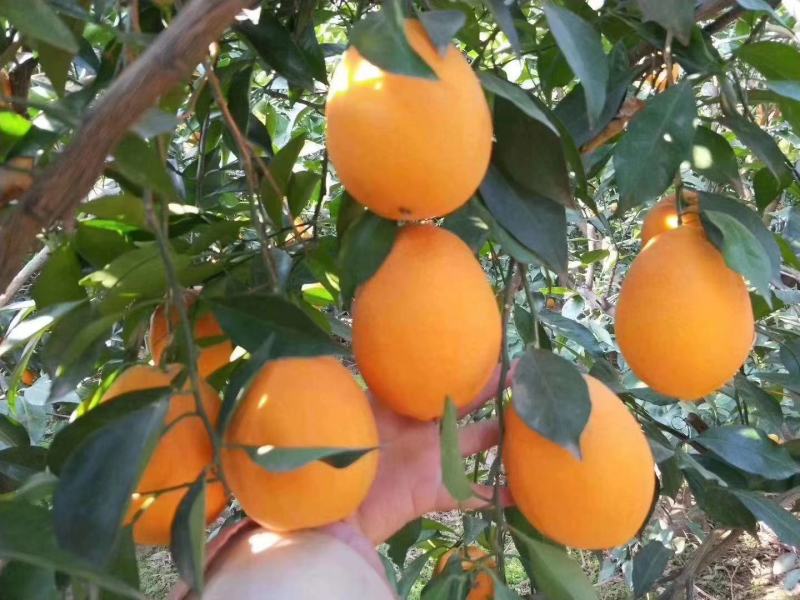 2长虹橙果型椭圆颜色火红纯甜多汁入口化渣