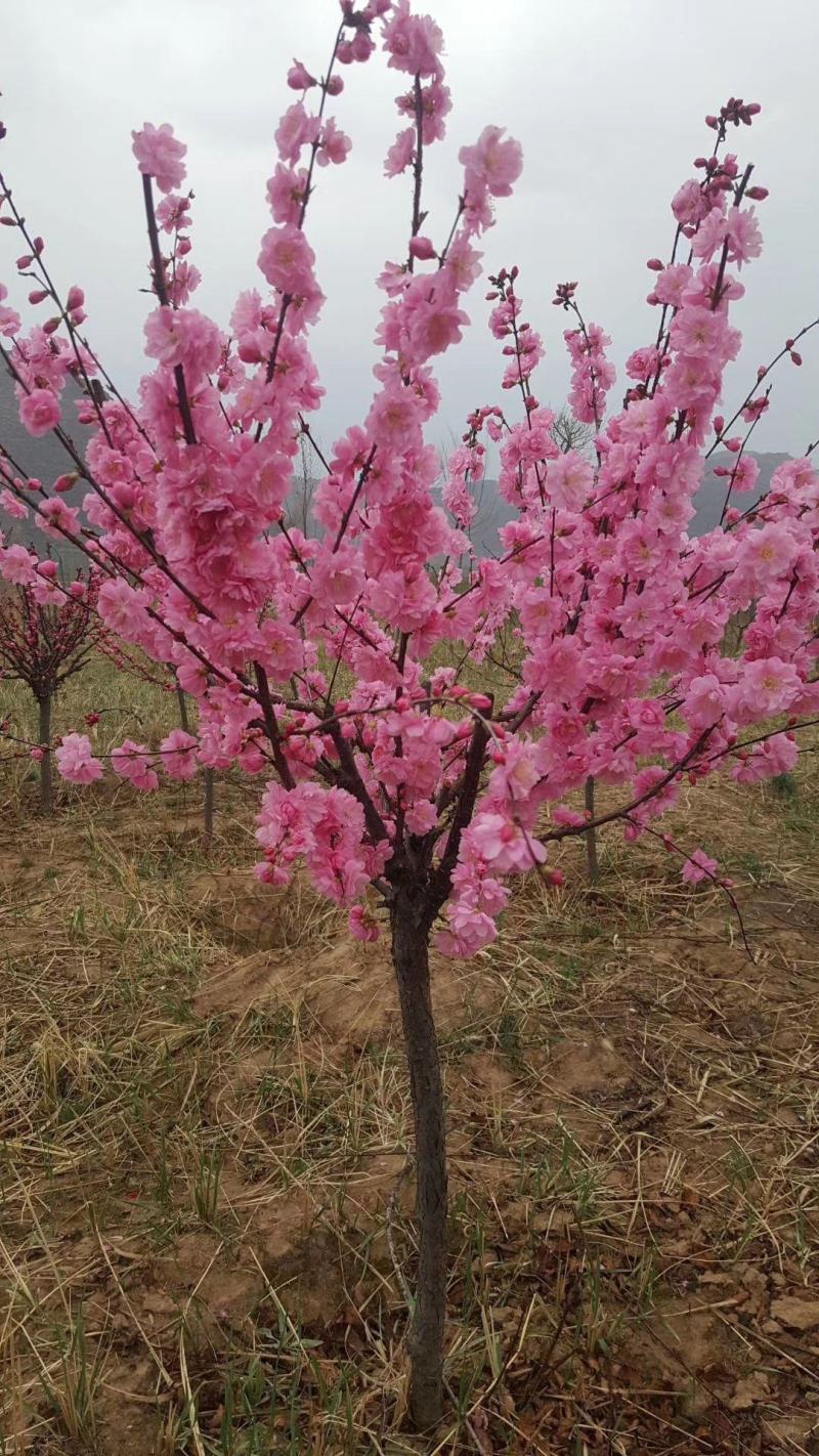 3---6公分榆叶梅
