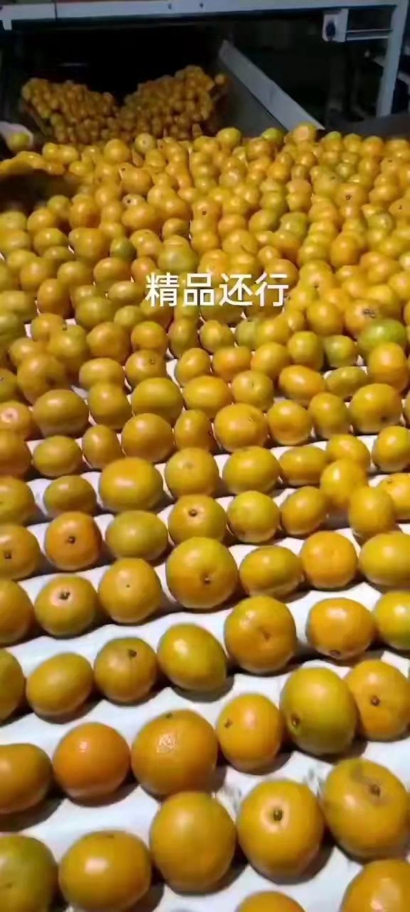 湖北早熟蜜橘大量上市，农户一手货皮薄果大口感纯甜