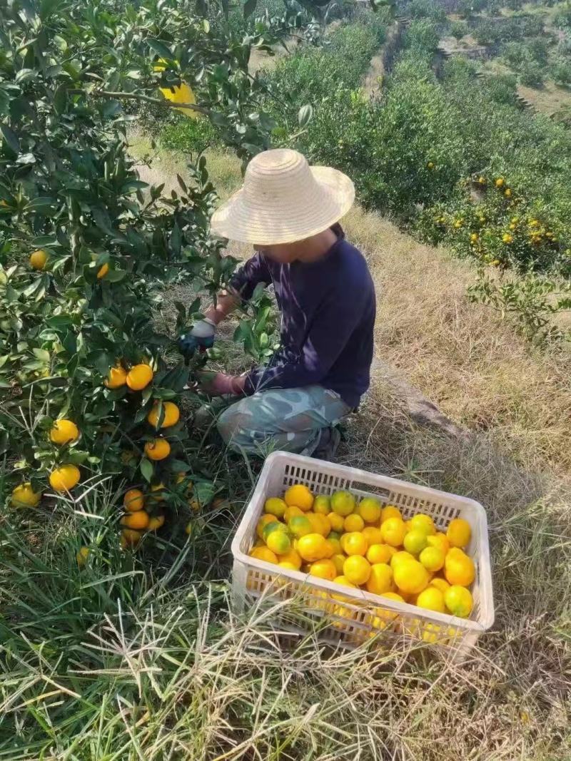 湖北早熟蜜橘大量上市，农户一手货皮薄果大口感纯甜