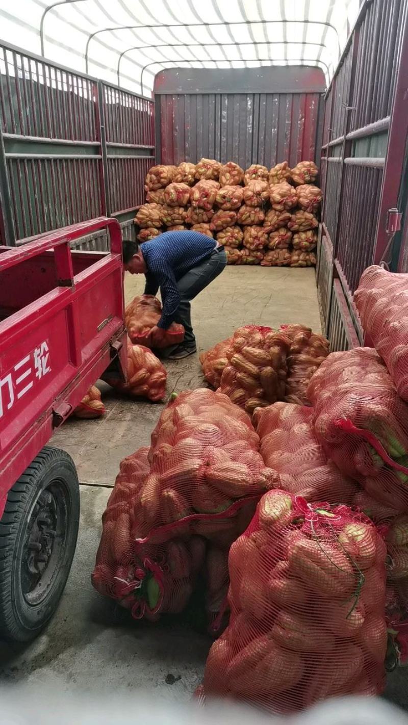 佛手瓜种苗，龙须菜种苗