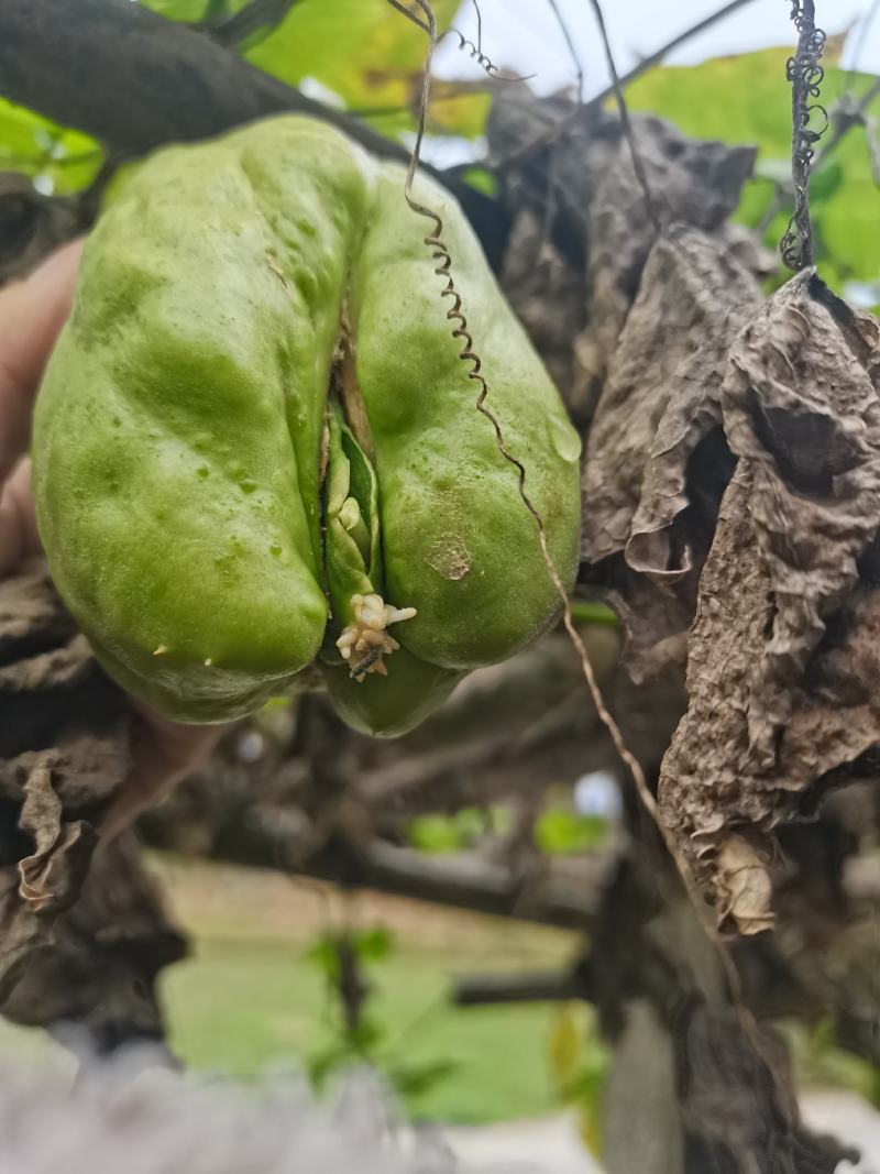 佛手瓜种苗，龙须菜种苗