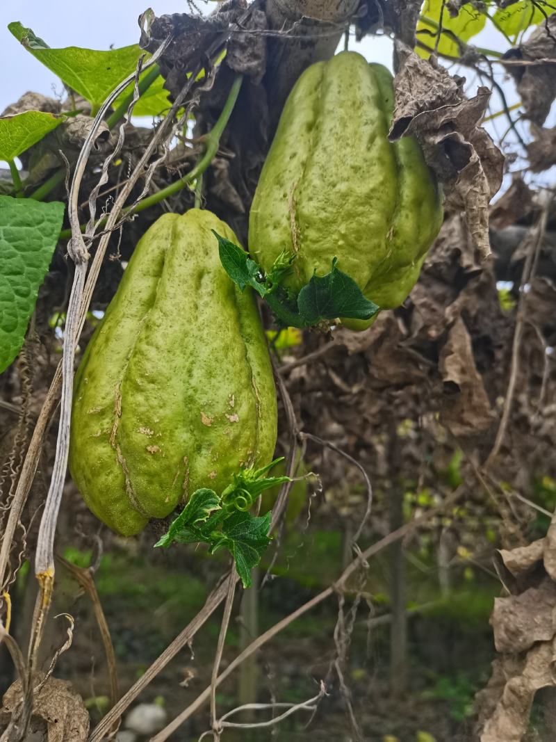 佛手瓜种苗，龙须菜种苗