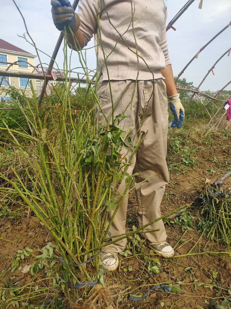 玫瑰苗，四季玫瑰苗，大马士革玫瑰苗丰花玫瑰苗