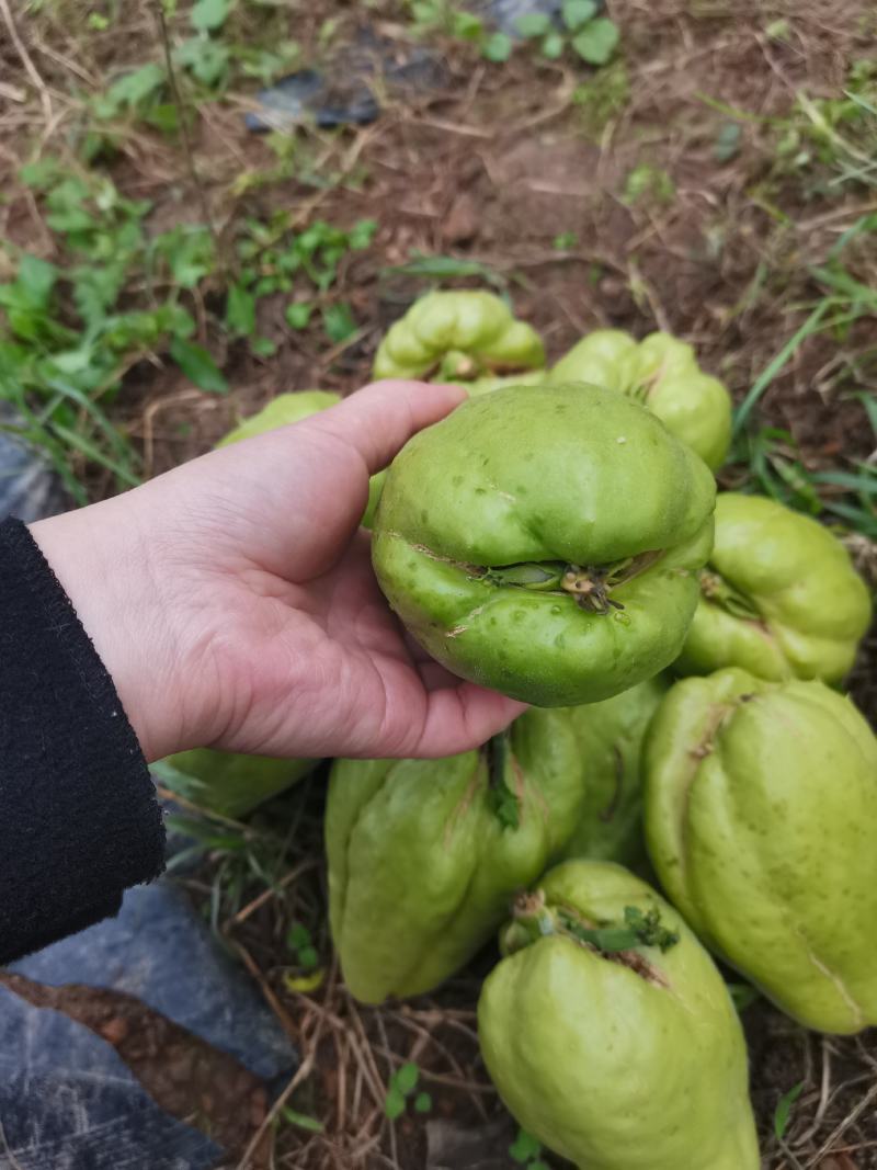 佛手瓜种苗，龙须菜种苗