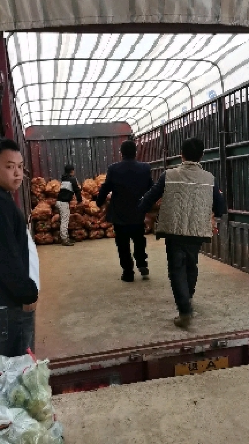 佛手瓜种苗，龙须菜种苗