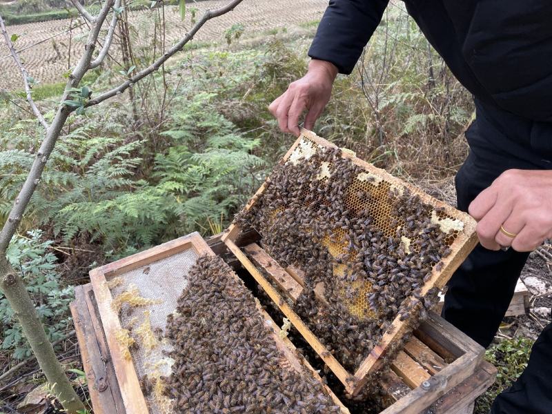 蜂蜜土蜂蜜百花蜂蜜甜度42飘香四溢