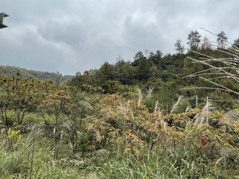 蜂蜜土蜂蜜百花蜂蜜甜度42飘香四溢