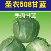 手撕甘蓝品种————圣农508，颜色绿，口感翠，货真价实