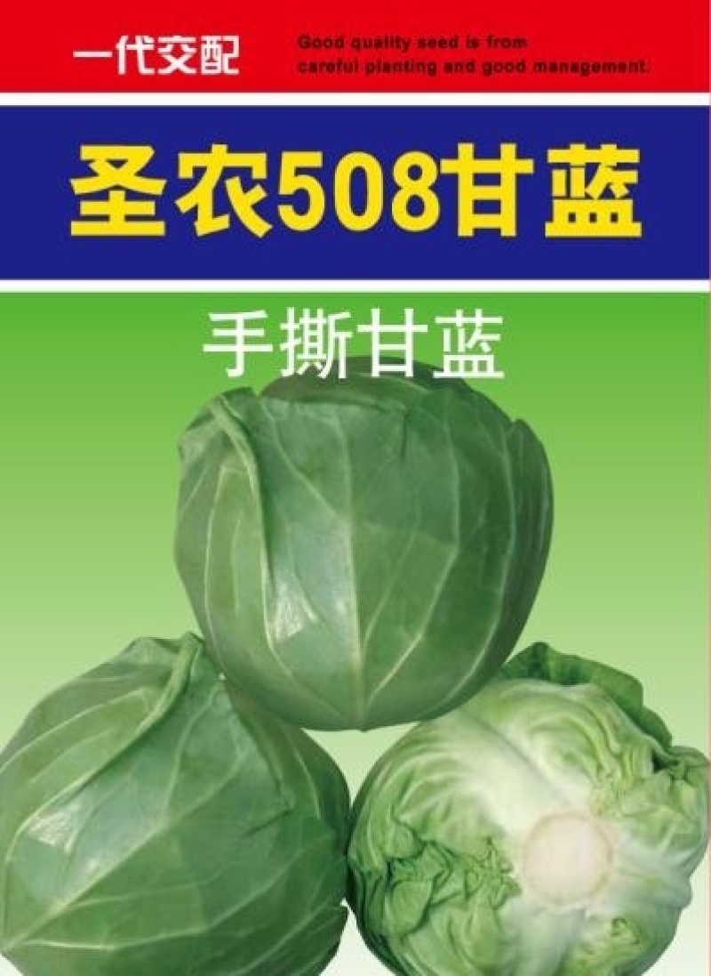 手撕甘蓝品种————圣农508，颜色绿，口感翠，货真价实