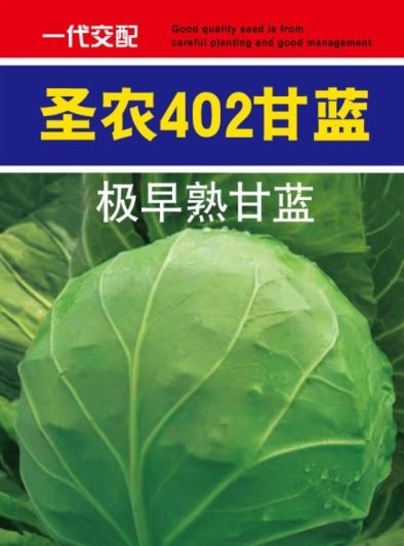 极早熟甘蓝——圣农402甘蓝，早上市，颜色绿，口感好