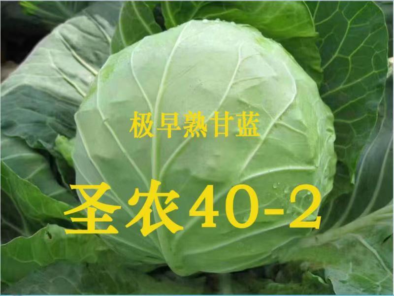 极早熟甘蓝——圣农402甘蓝，早上市，颜色绿，口感好