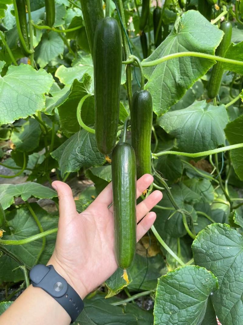 荷兰进口水果黄瓜苗托斯加无刺小黄瓜苗翠绿色口感好