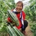 阜城县《润萍苗场》大量供应嫁接:西瓜苗，甜瓜苗等菜苗！