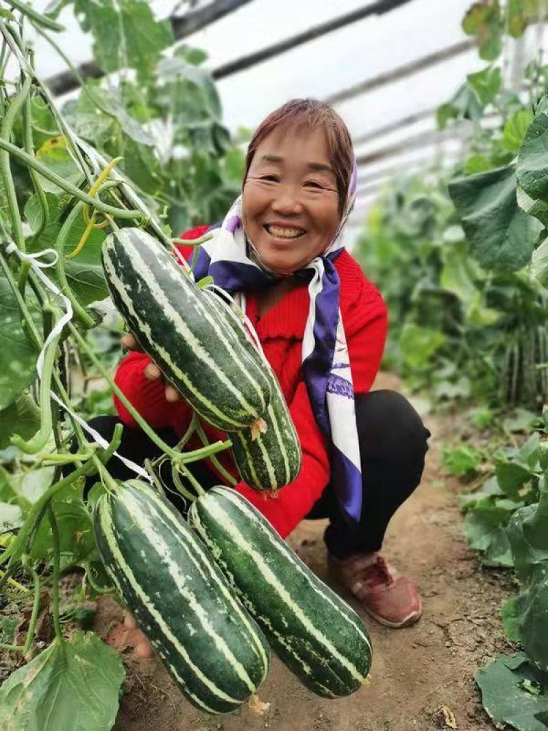 阜城县《润萍苗场》大量供应嫁接:西瓜苗，甜瓜苗等菜苗！