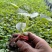 阜城县《润萍苗场》大量供应嫁接:西瓜苗，甜瓜苗等菜苗！