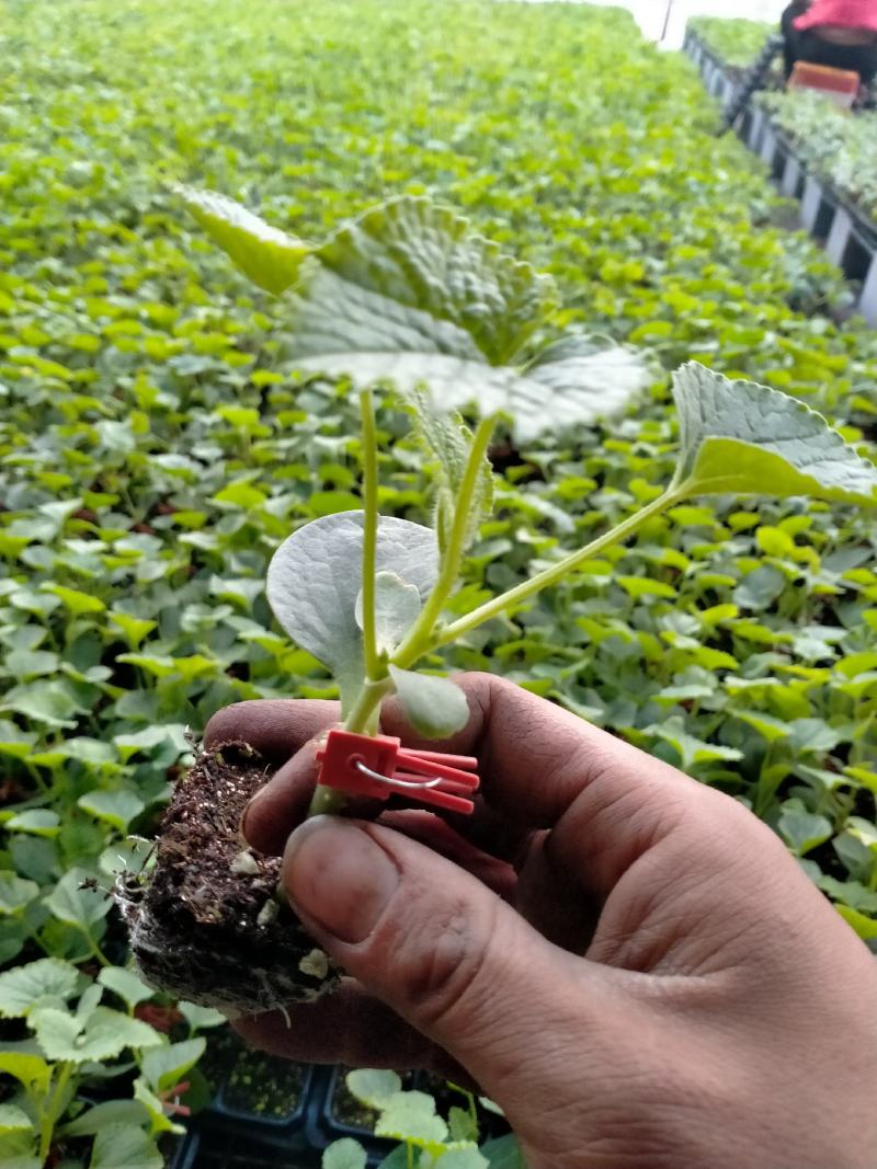 阜城县《润萍苗场》大量供应嫁接:西瓜苗，甜瓜苗等菜苗！