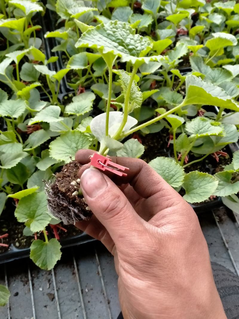 阜城县《润萍苗场》大量供应嫁接:西瓜苗，甜瓜苗等菜苗！