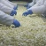 剥皮蒜米装剥好的紫皮2021年新蒜大蒜机器去皮蒜米蒜瓣干