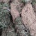 徐长卿～了刁竹~1公斤起售～诚信合作~欢迎老板选购~