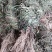 徐长卿～了刁竹~1公斤起售～诚信合作~欢迎老板选购~