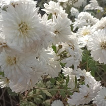 菊花，大量有货，急售鲜花，北京菊，怀菊，黄菊