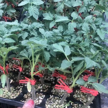 釜山88西红柿苗精品小番茄苗百斯特釜山88圣女果苗