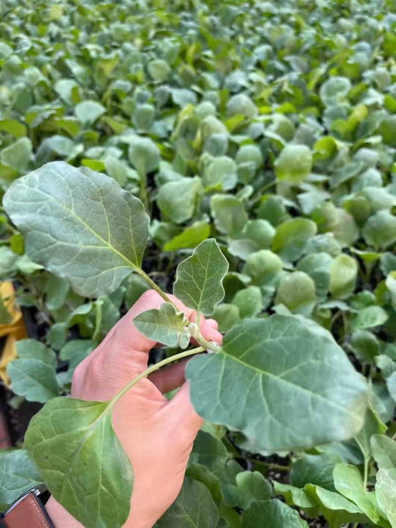 茄子苗嫁接紫把长茄苗亩产高易成活抗病性好