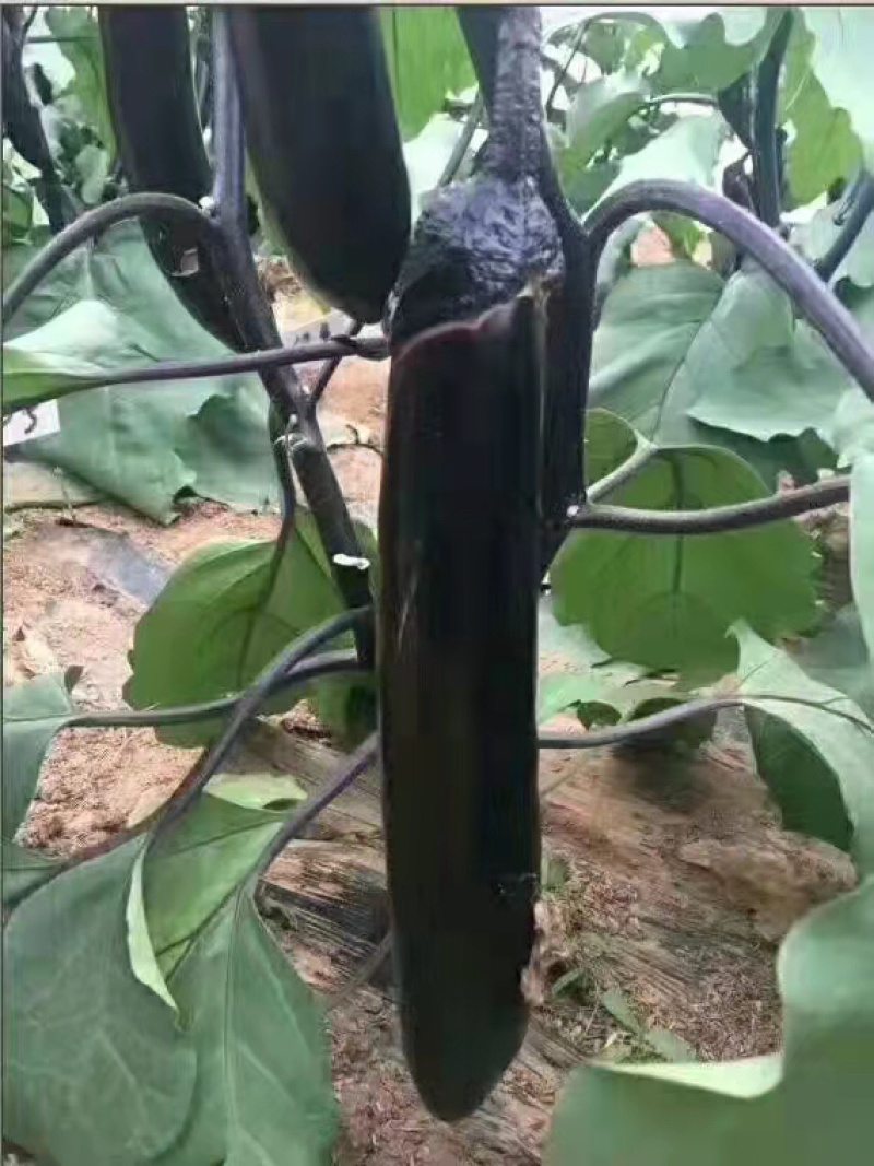 茄子苗嫁接紫把长茄苗亩产高易成活抗病性好