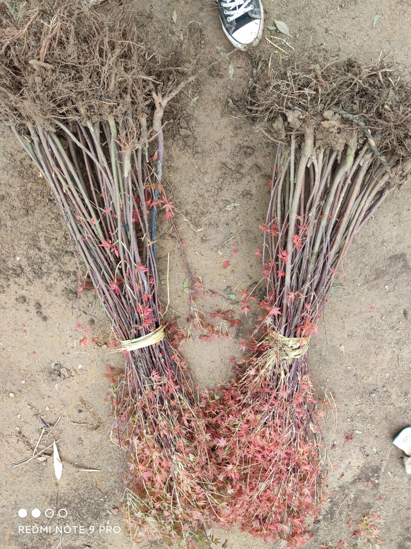 红枫美国红枫中国红枫日本红枫红花酢浆草红花草多年生植物