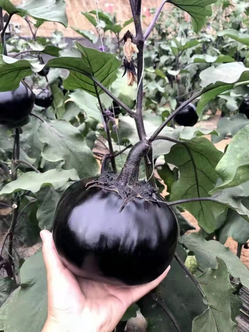 黑宝圆茄苗黑客茄子苗嫁接茄子苗嫁接圆茄苗