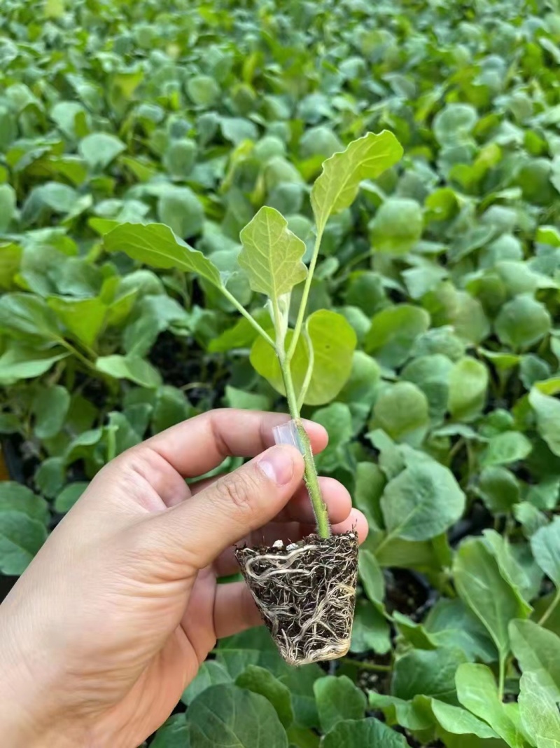 黑宝圆茄苗黑客茄子苗嫁接茄子苗嫁接圆茄苗