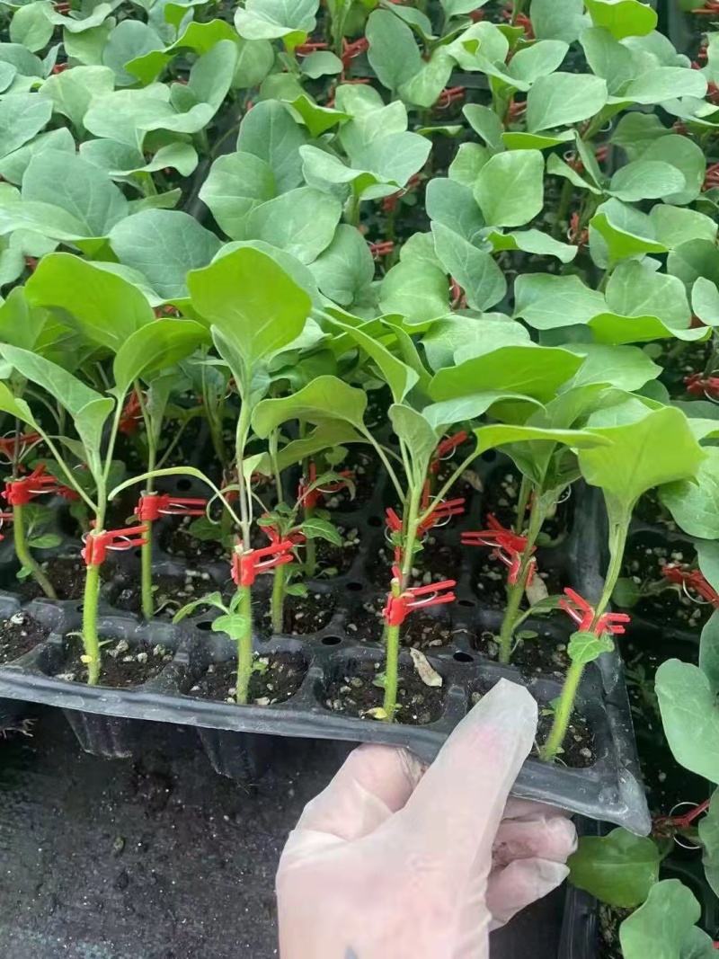 黑宝圆茄苗黑客茄子苗嫁接茄子苗嫁接圆茄苗