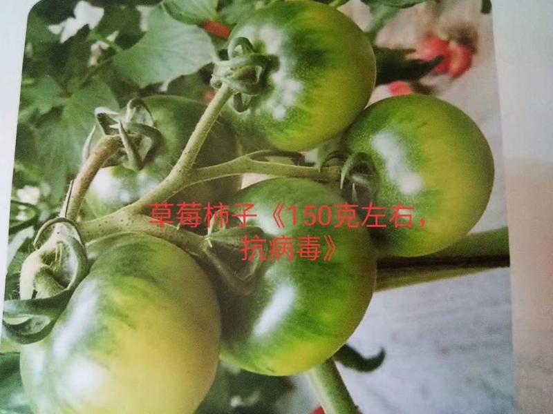寿光草莓西红柿苗带绿肩口感番茄苗中果小果柿子苗供应