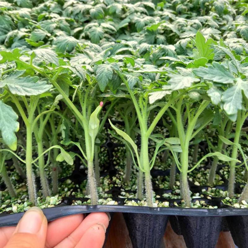 寿光草莓西红柿苗带绿肩口感番茄苗中果小果柿子苗供应