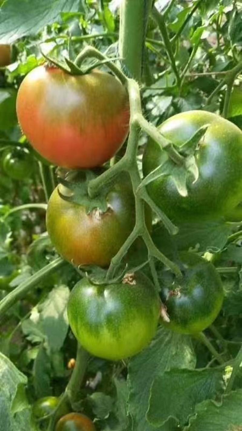 寿光草莓西红柿苗带绿肩口感番茄苗中果小果柿子苗供应
