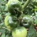 寿光草莓西红柿苗带绿肩口感番茄苗中果小果柿子苗供应