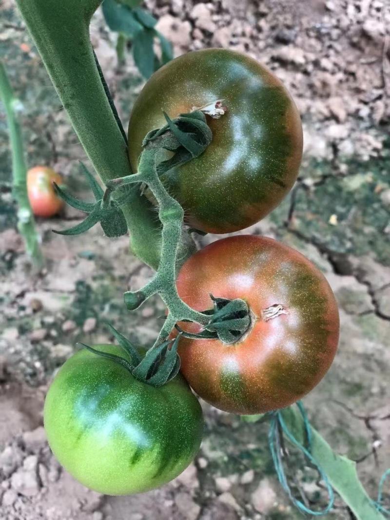 寿光草莓西红柿苗带绿肩口感番茄苗中果小果柿子苗供应