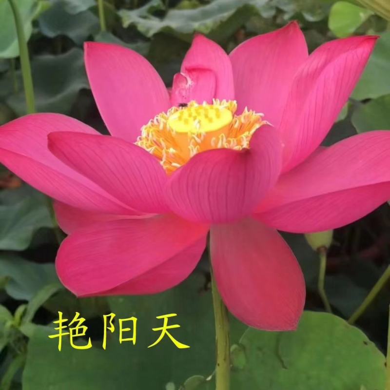 山东荷花苗精品荷花盆栽重瓣荷花产地直发保障成活率