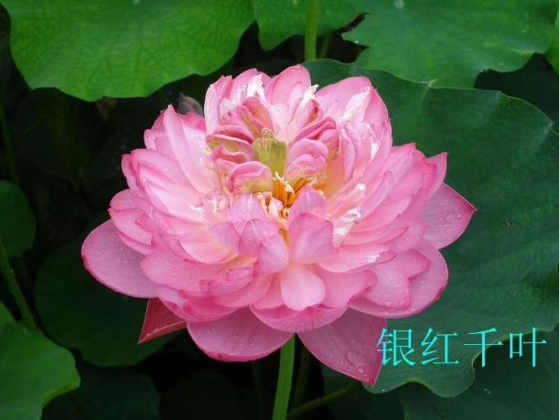 山东荷花苗精品荷花盆栽重瓣荷花产地直发保障成活率