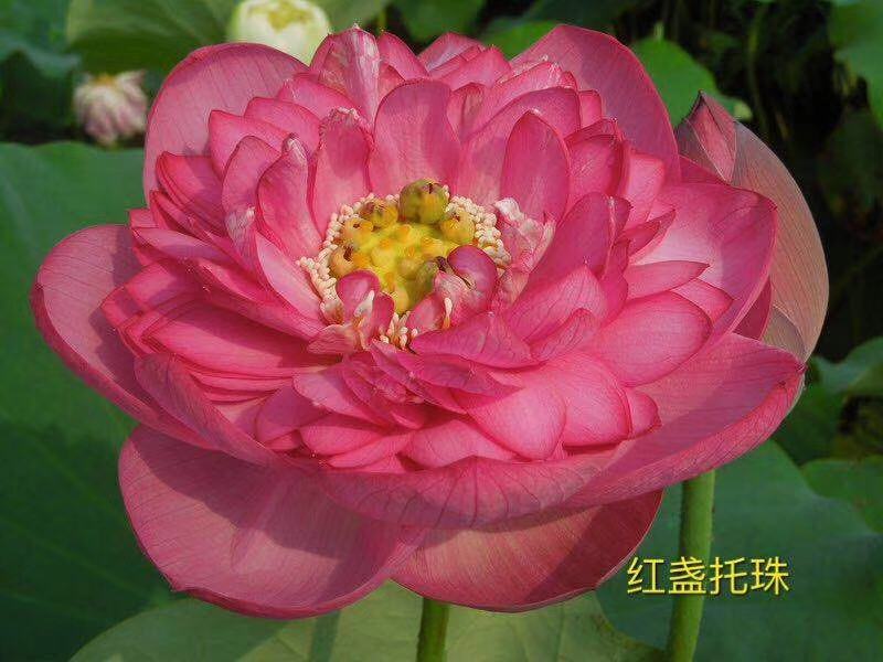 山东荷花苗精品荷花盆栽重瓣荷花产地直发保障成活率