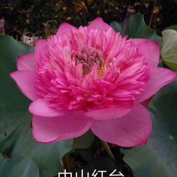 山东荷花苗精品荷花盆栽重瓣荷花产地直发保障成活率