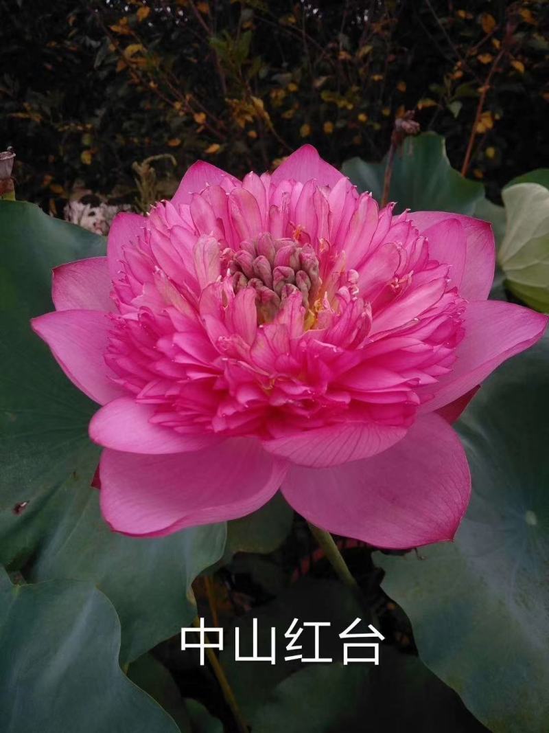 山东荷花苗精品荷花盆栽重瓣荷花产地直发保障成活率