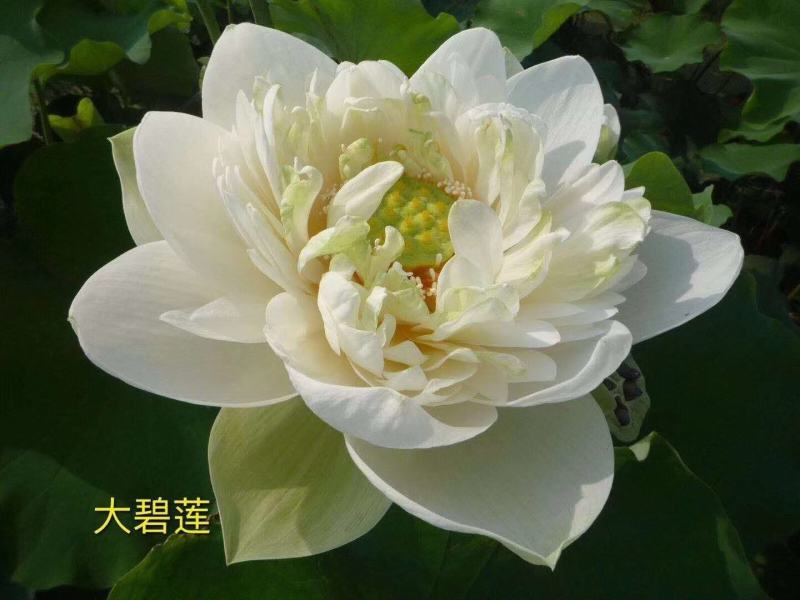 山东荷花苗精品荷花盆栽重瓣荷花产地直发保障成活率